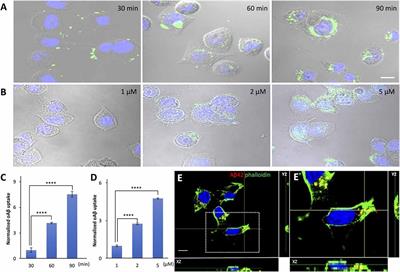 Amyloid Beta Is Internalized via Macropinocytosis, an HSPG- and Lipid Raft-Dependent and Rac1-Mediated Process